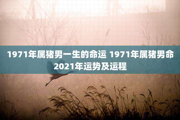 1971年属猪男一生的命运 1971年属猪男命2021年运势及运程