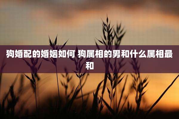 狗婚配的婚姻如何 狗属相的男和什么属相最和