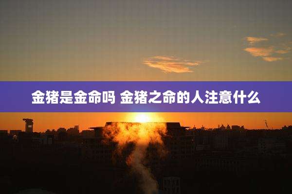 金猪是金命吗 金猪之命的人注意什么