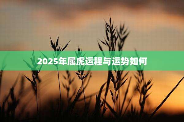 2025年属虎运程与运势如何