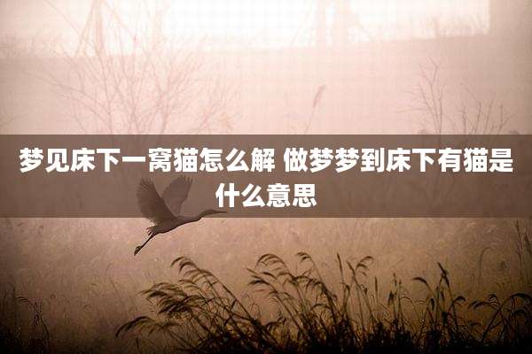 梦见床下一窝猫怎么解 做梦梦到床下有猫是什么意思