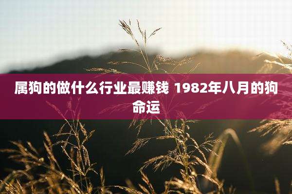 属狗的做什么行业最赚钱 1982年八月的狗命运