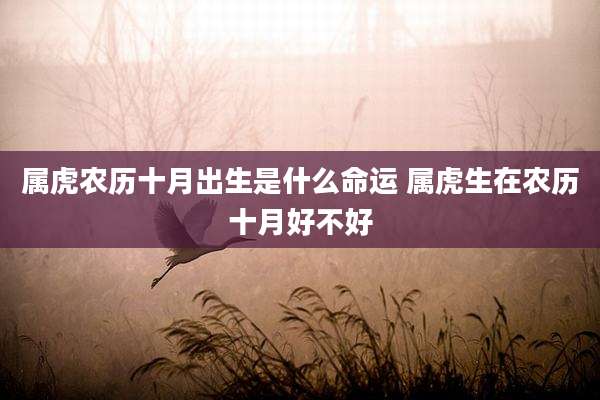 属虎农历十月出生是什么命运 属虎生在农历十月好不好