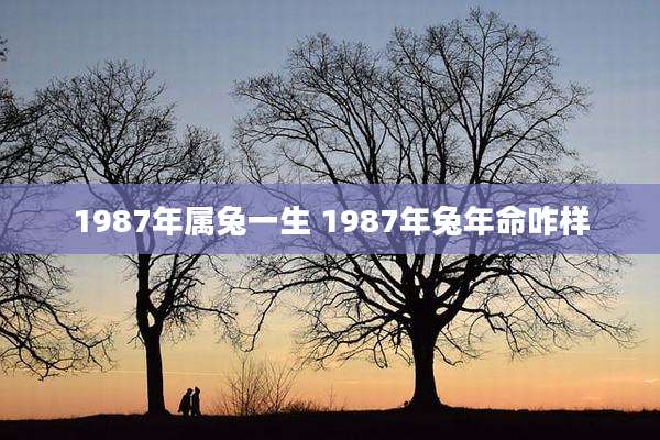 1987年属兔一生 1987年兔年命咋样
