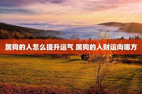 属狗的人怎么提升运气 属狗的人财运向哪方