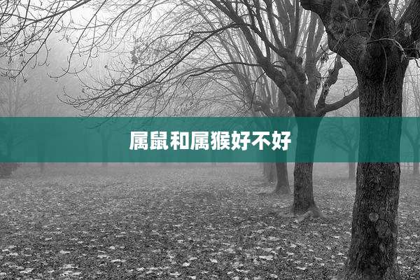 属鼠和属猴好不好
