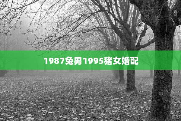 1987兔男1995猪女婚配