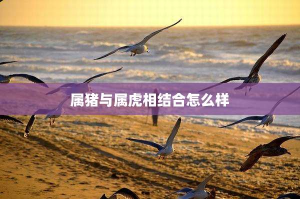 属猪与属虎相结合怎么样