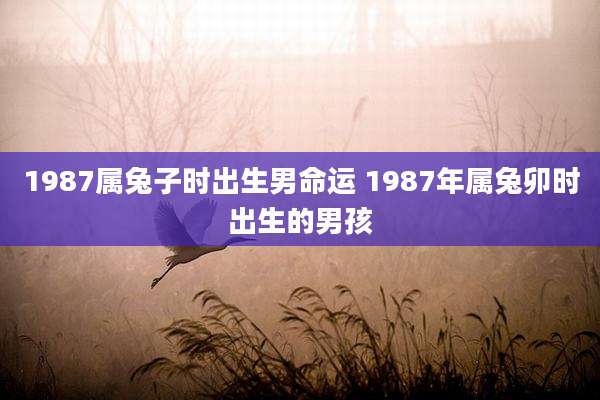 1987属兔子时出生男命运 1987年属兔卯时出生的男孩