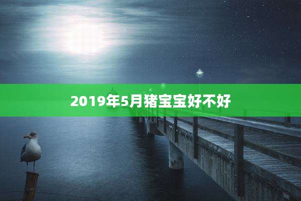 2019年5月猪宝宝好不好