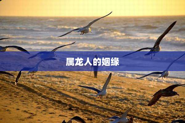 属龙人的姻缘