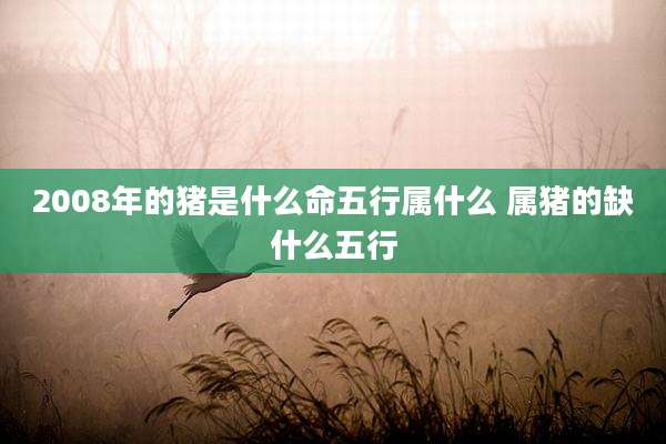2008年的猪是什么命五行属什么 属猪的缺什么五行
