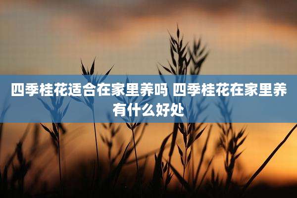 四季桂花适合在家里养吗 四季桂花在家里养有什么好处