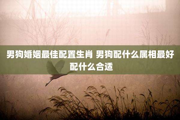 男狗婚姻最佳配置生肖 男狗配什么属相最好 配什么合适