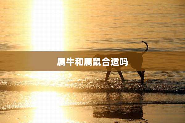 属牛和属鼠合适吗