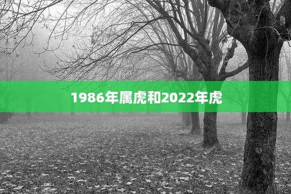1986年属虎和2022年虎