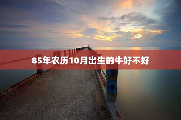 85年农历10月出生的牛好不好