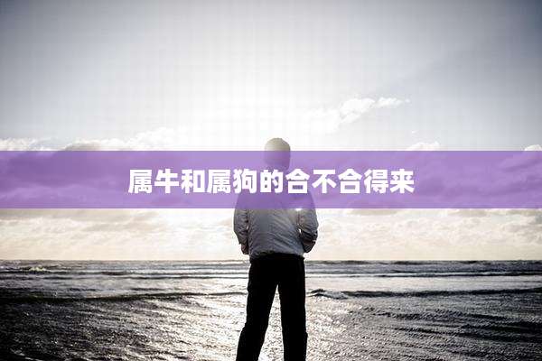 属牛和属狗的合不合得来