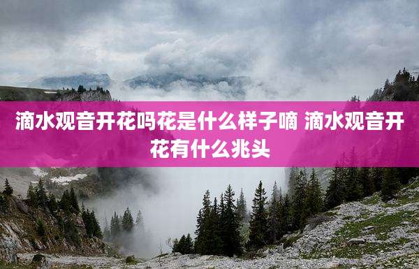 滴水观音开花吗花是什么样子嘀 滴水观音开花有什么兆头
