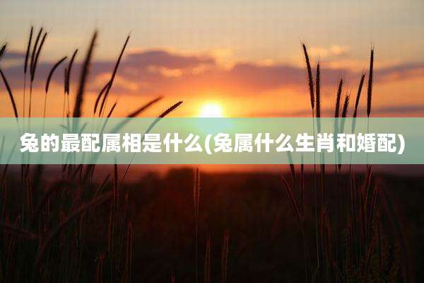 兔的最配属相是什么(兔属什么生肖和婚配)