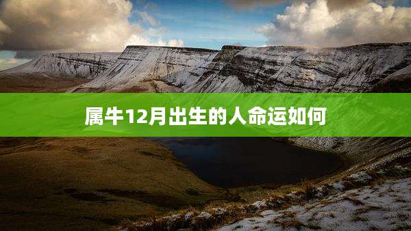 属牛12月出生的人命运如何