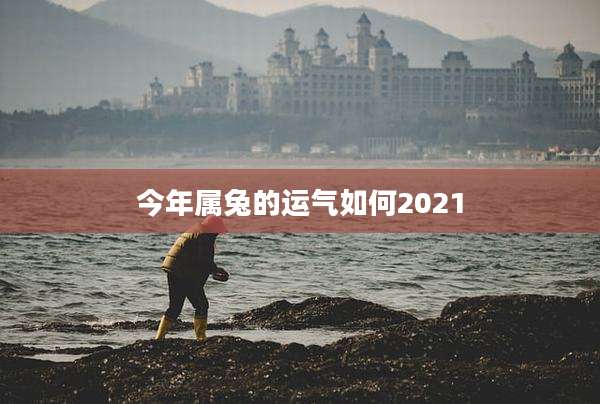 今年属兔的运气如何2021