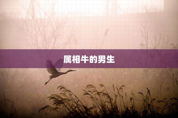 属相牛的男生