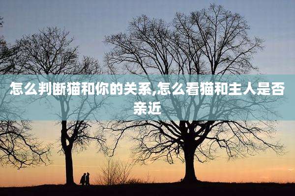 怎么判断猫和你的关系,怎么看猫和主人是否亲近