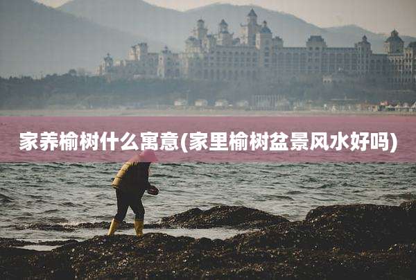 家养榆树什么寓意(家里榆树盆景风水好吗)