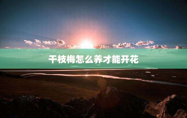 干枝梅怎么养才能开花