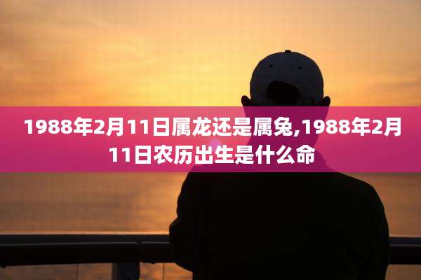 1988年2月11日属龙还是属兔,1988年2月11日农历出生是什么命