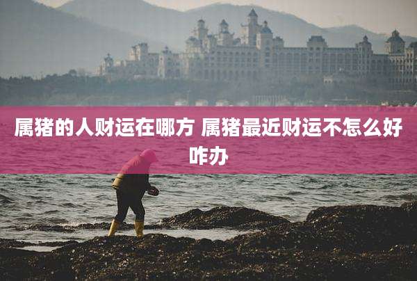 属猪的人财运在哪方 属猪最近财运不怎么好咋办