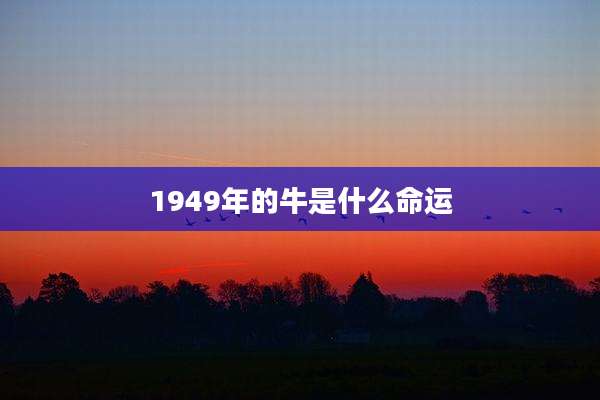 1949年的牛是什么命运