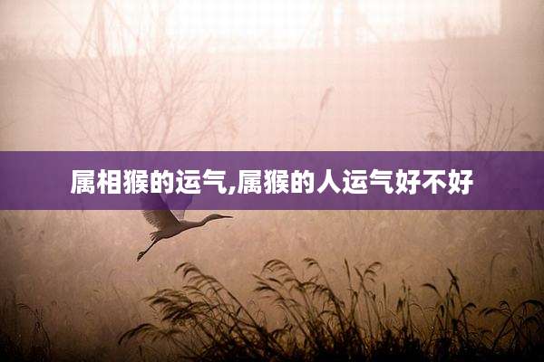 属相猴的运气,属猴的人运气好不好
