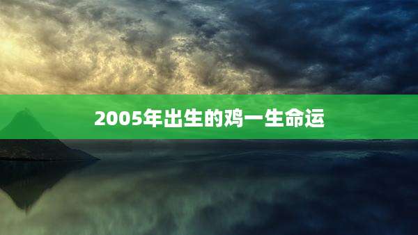 2005年出生的鸡一生命运