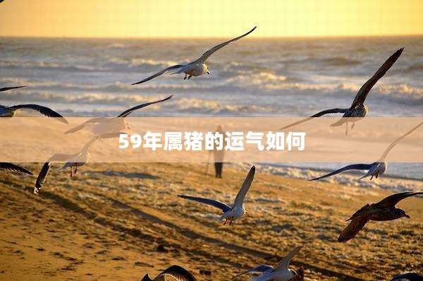 59年属猪的运气如何