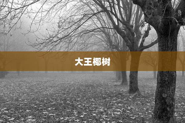 大王椰树