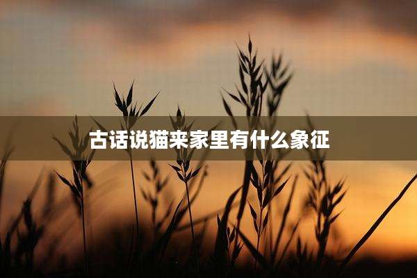 古话说猫来家里有什么象征