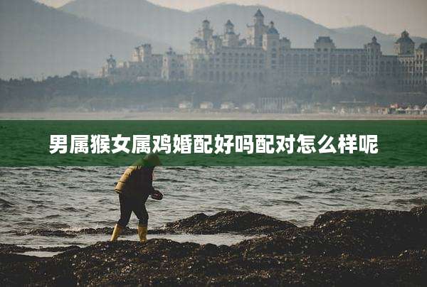 男属猴女属鸡婚配好吗配对怎么样呢