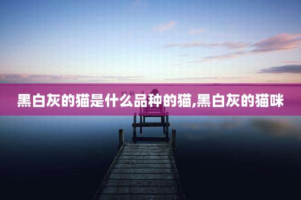 黑白灰的猫是什么品种的猫,黑白灰的猫咪