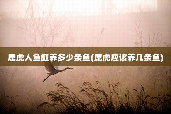 属虎人鱼缸养多少条鱼(属虎应该养几条鱼)