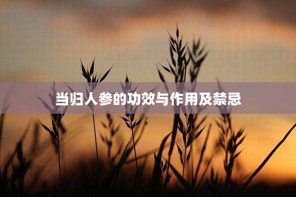 当归人参的功效与作用及禁忌