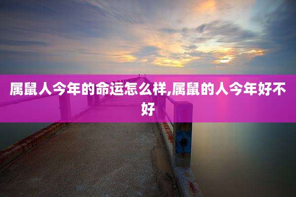 属鼠人今年的命运怎么样,属鼠的人今年好不好