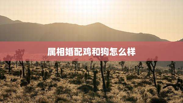 属相婚配鸡和狗怎么样