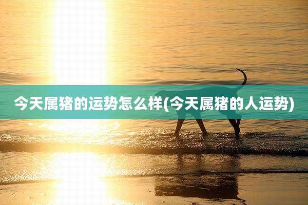 今天属猪的运势怎么样(今天属猪的人运势)