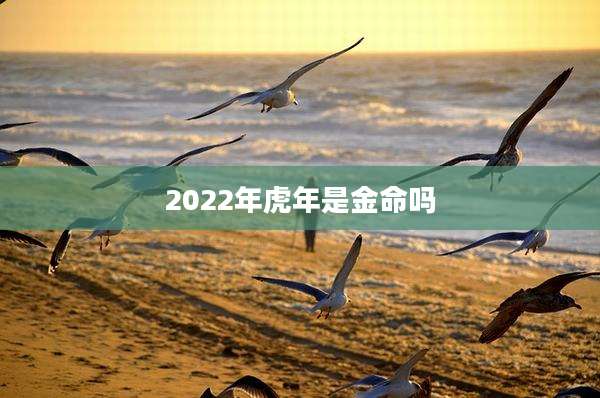 2022年虎年是金命吗