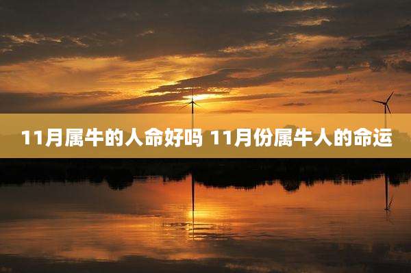 11月属牛的人命好吗 11月份属牛人的命运