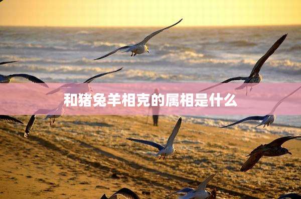 和猪兔羊相克的属相是什么