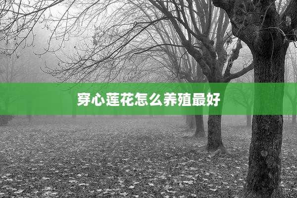 穿心莲花怎么养殖最好