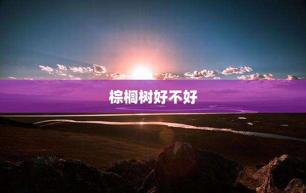 棕榈树好不好